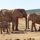 Addo Elephant Park_15