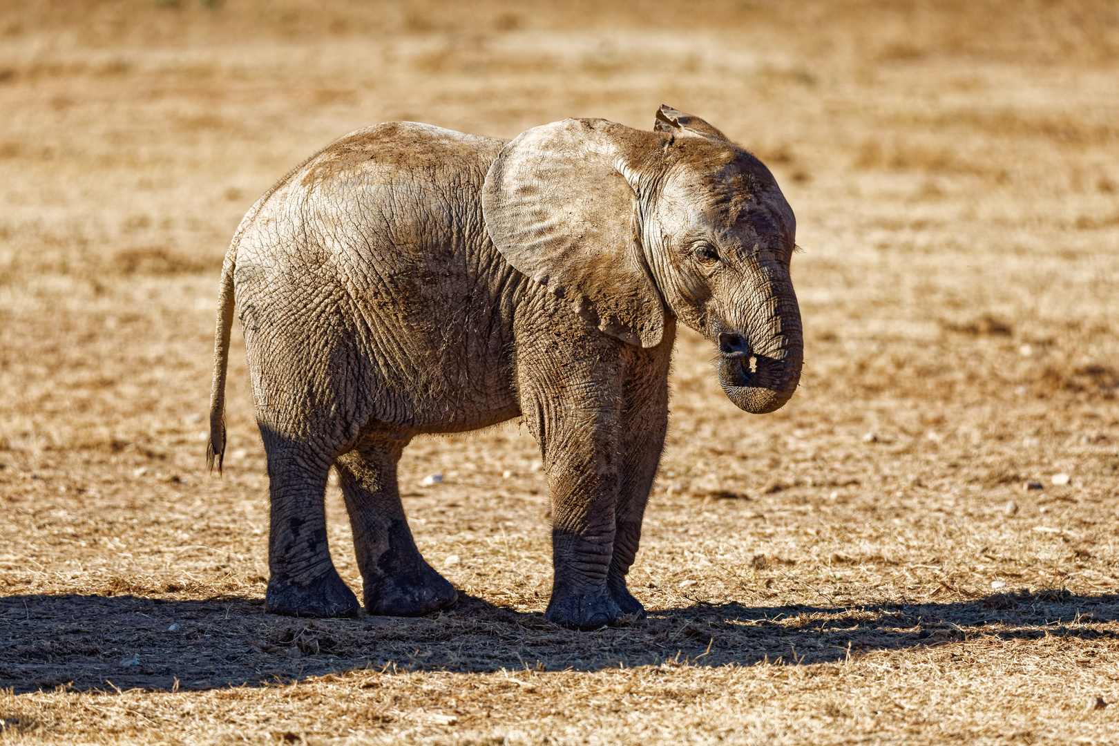 Addo Elephant Park_16