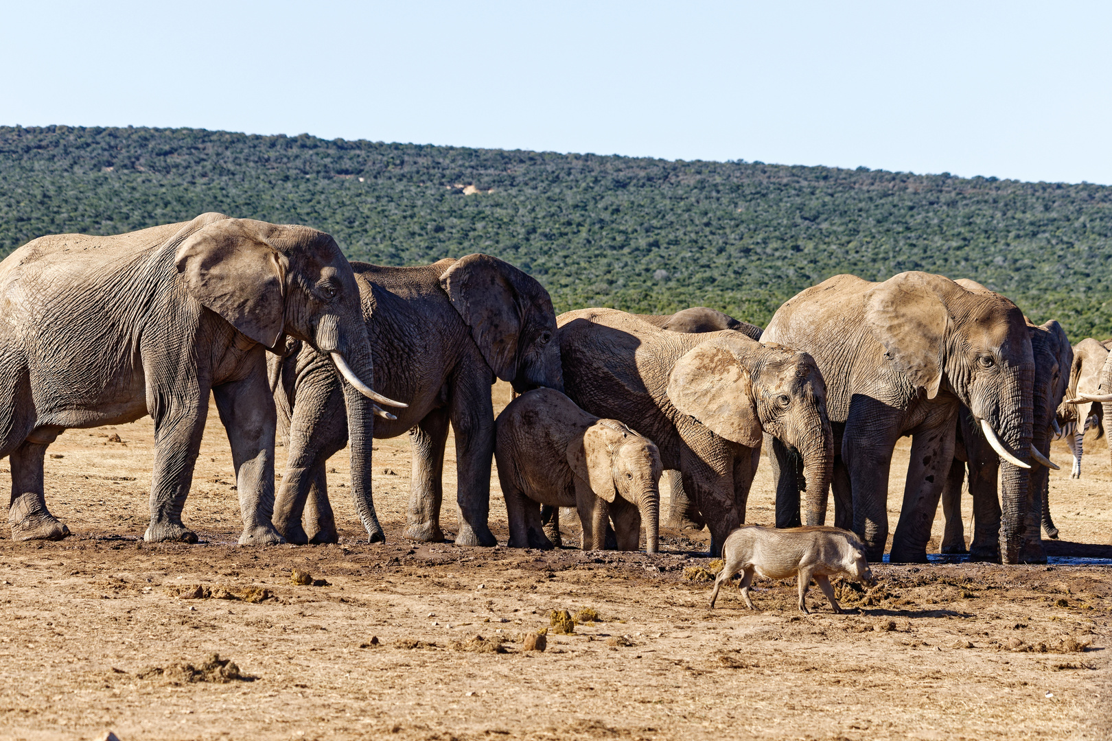 Addo Elephant Park_17