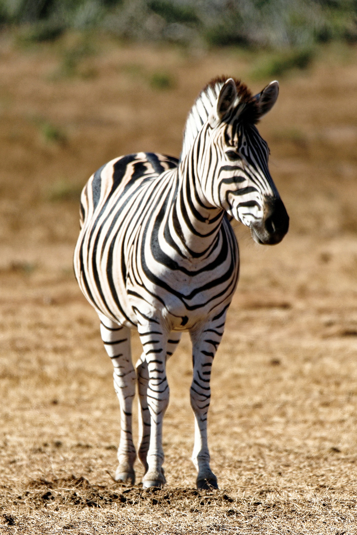 Addo Elephant Park_18