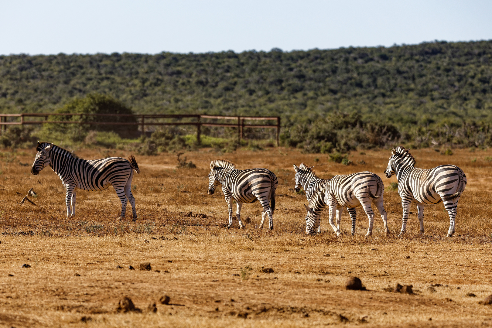 Addo Elephant Park_19