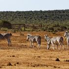 Addo Elephant Park_19