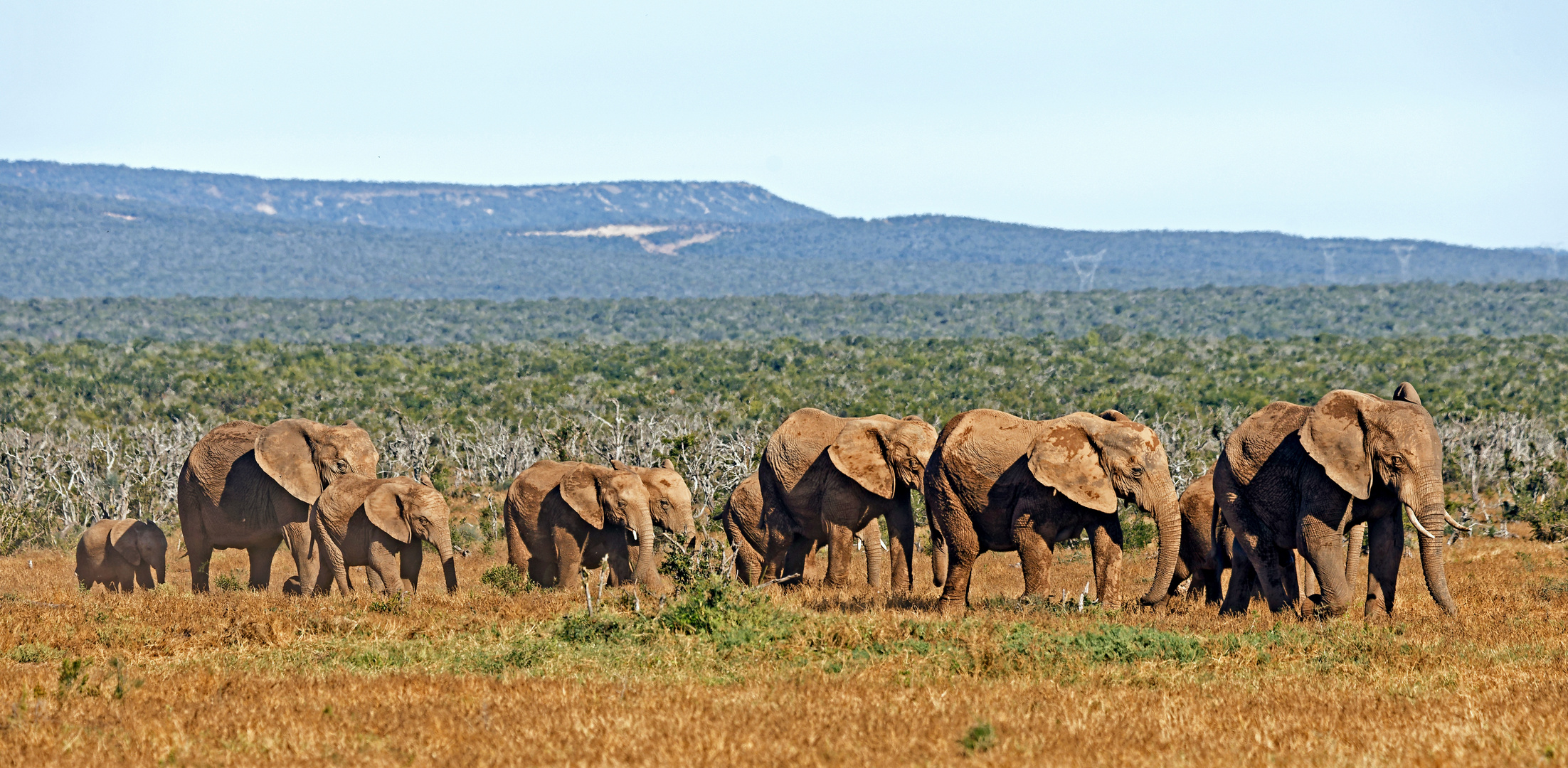 Addo Elephant Park_2