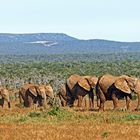 Addo Elephant Park_2