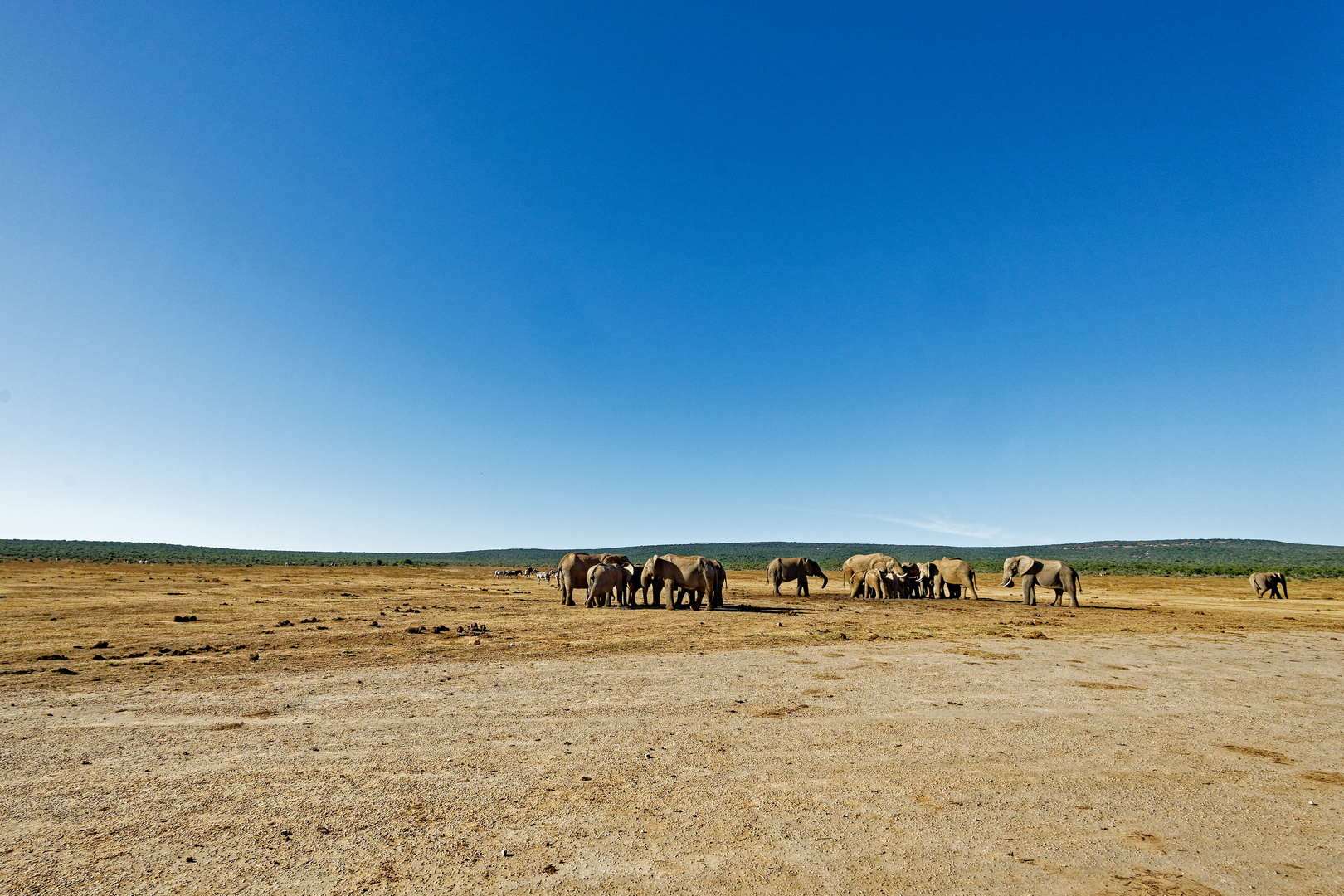 Addo Elephant Park_20