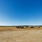 Addo Elephant Park_20