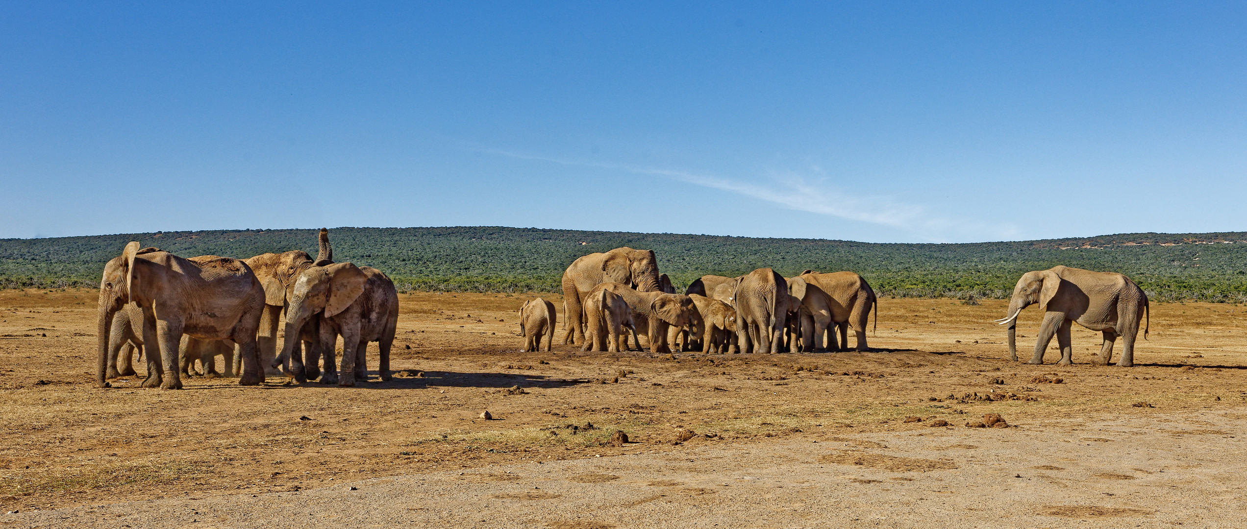 Addo Elephant Park_21