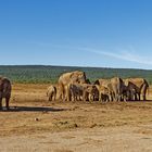 Addo Elephant Park_21