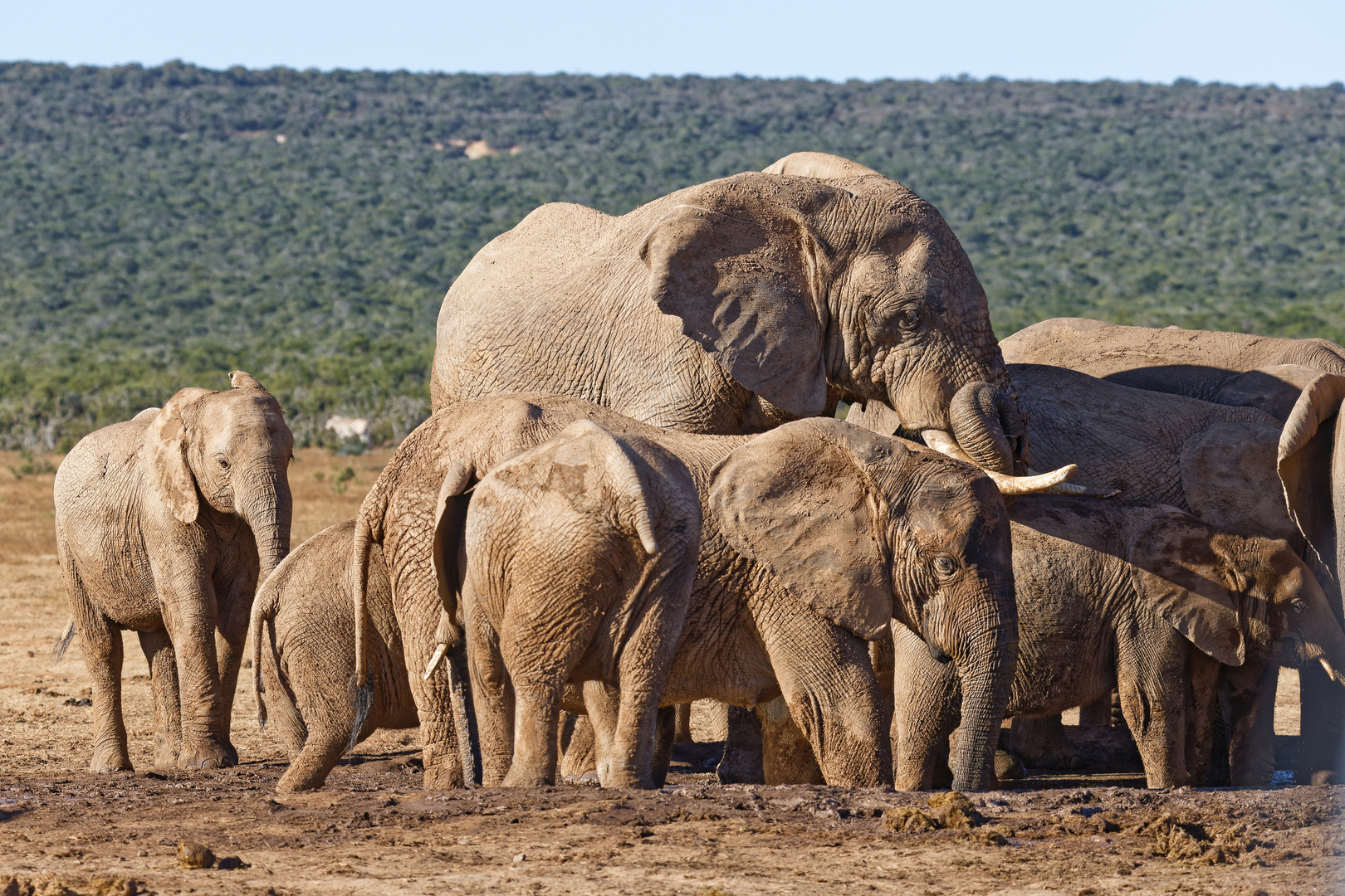 Addo Elephant Park_26