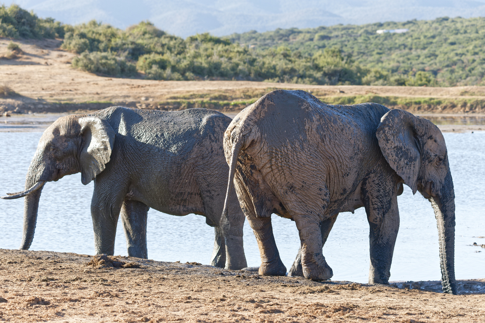 Addo Elephant Park_27