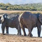 Addo Elephant Park_27