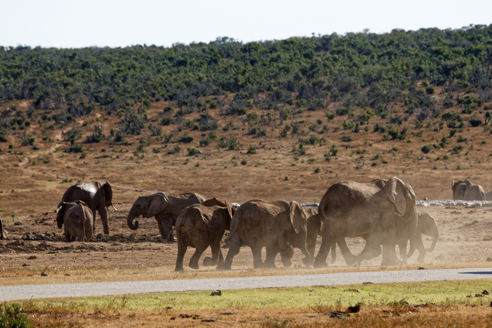 Addo Elephant Park_3