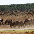 Addo Elephant Park_3