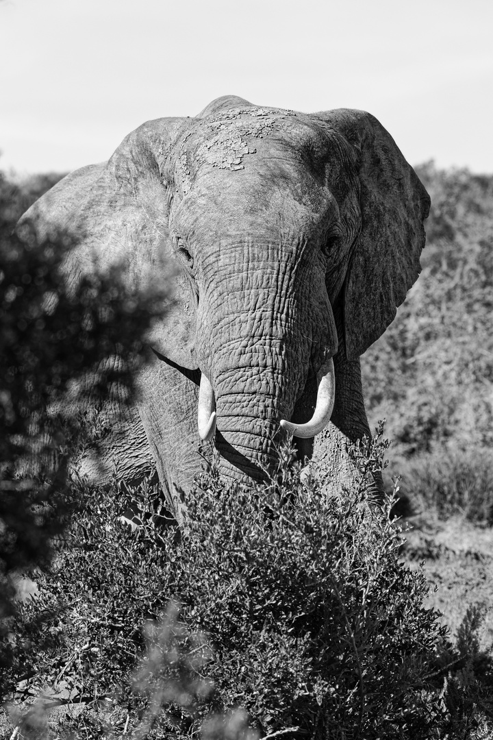 Addo Elephant Park_31
