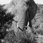 Addo Elephant Park_31