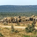 Addo Elephant Park_32