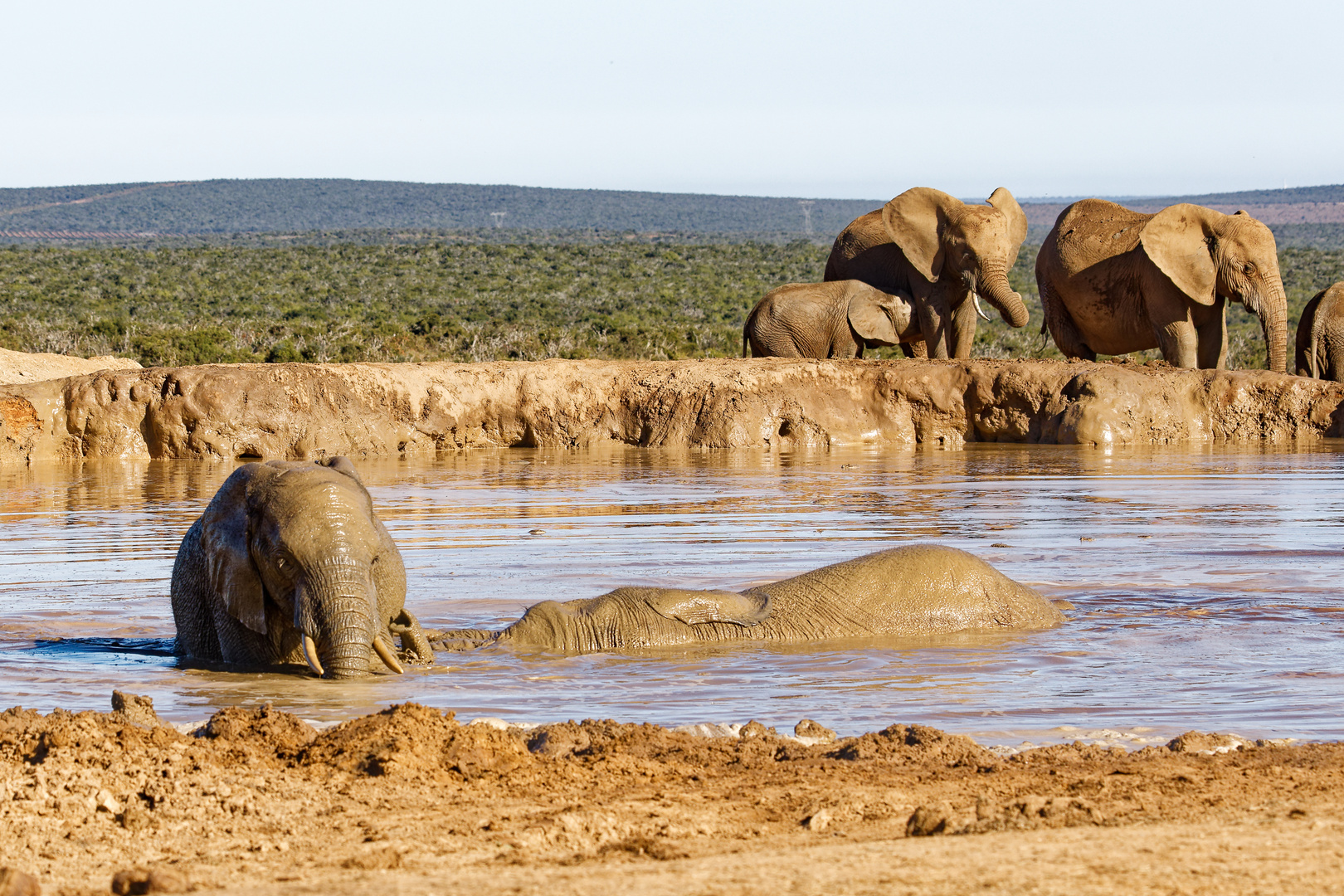 Addo Elephant Park_4