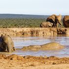 Addo Elephant Park_4