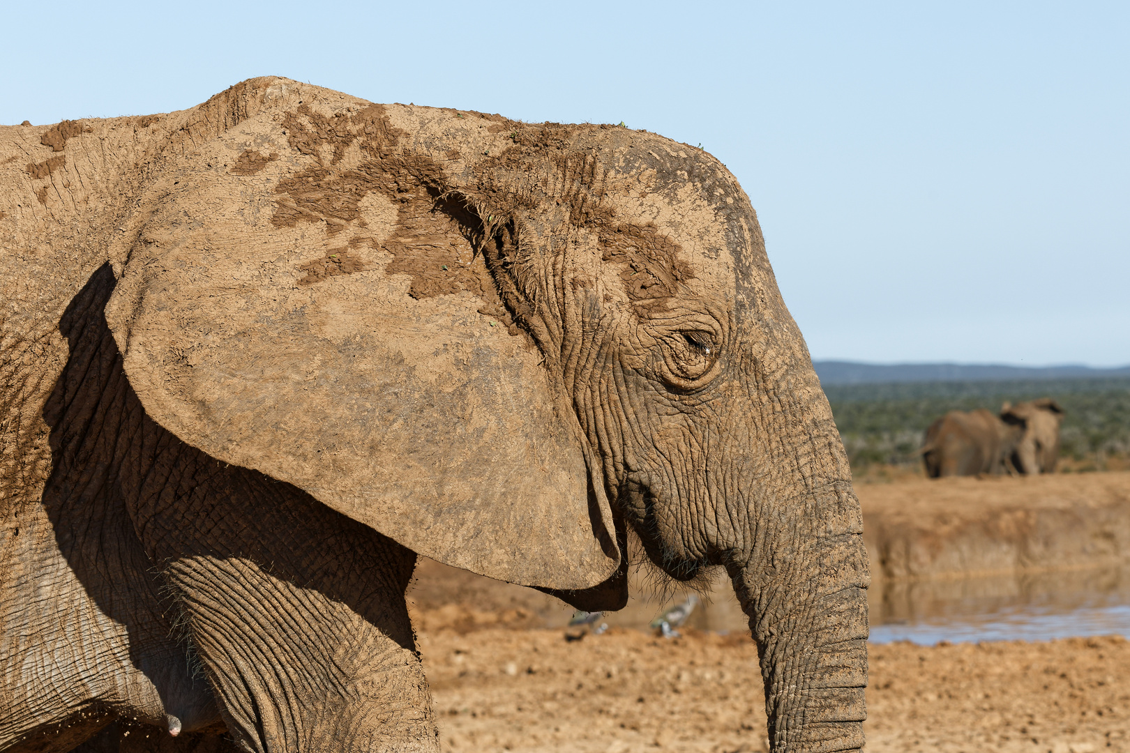 Addo Elephant Park_5