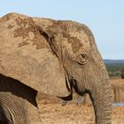 Addo Elephant Park_5