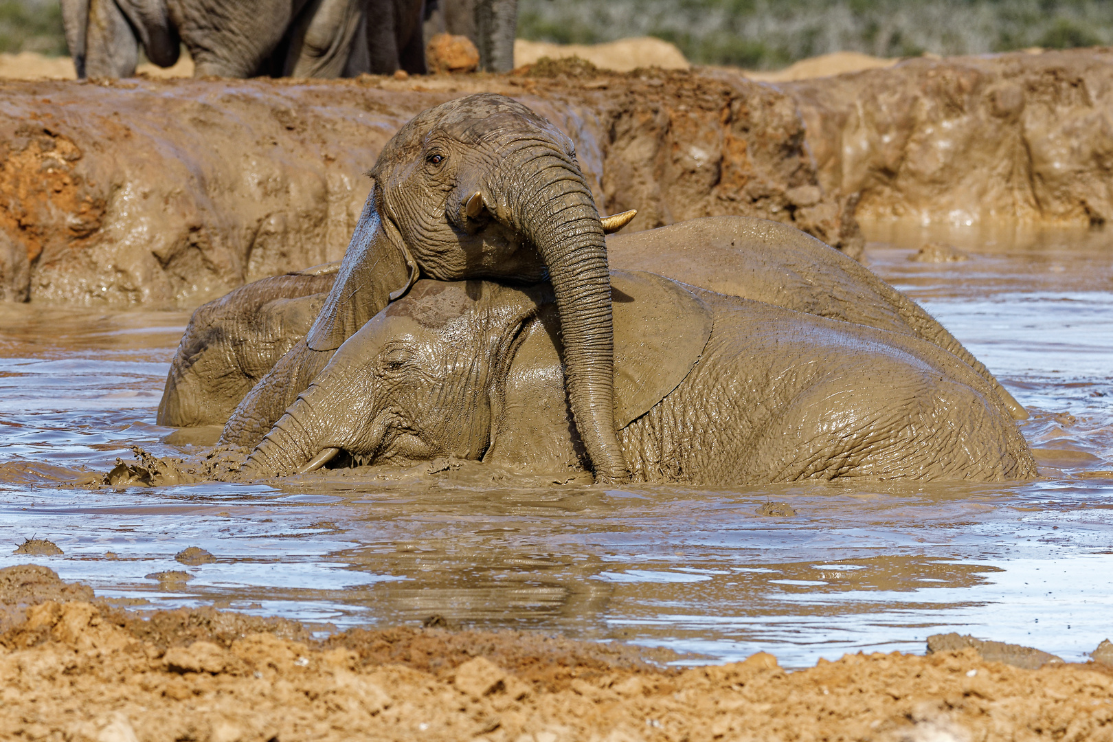 Addo Elephant Park_56