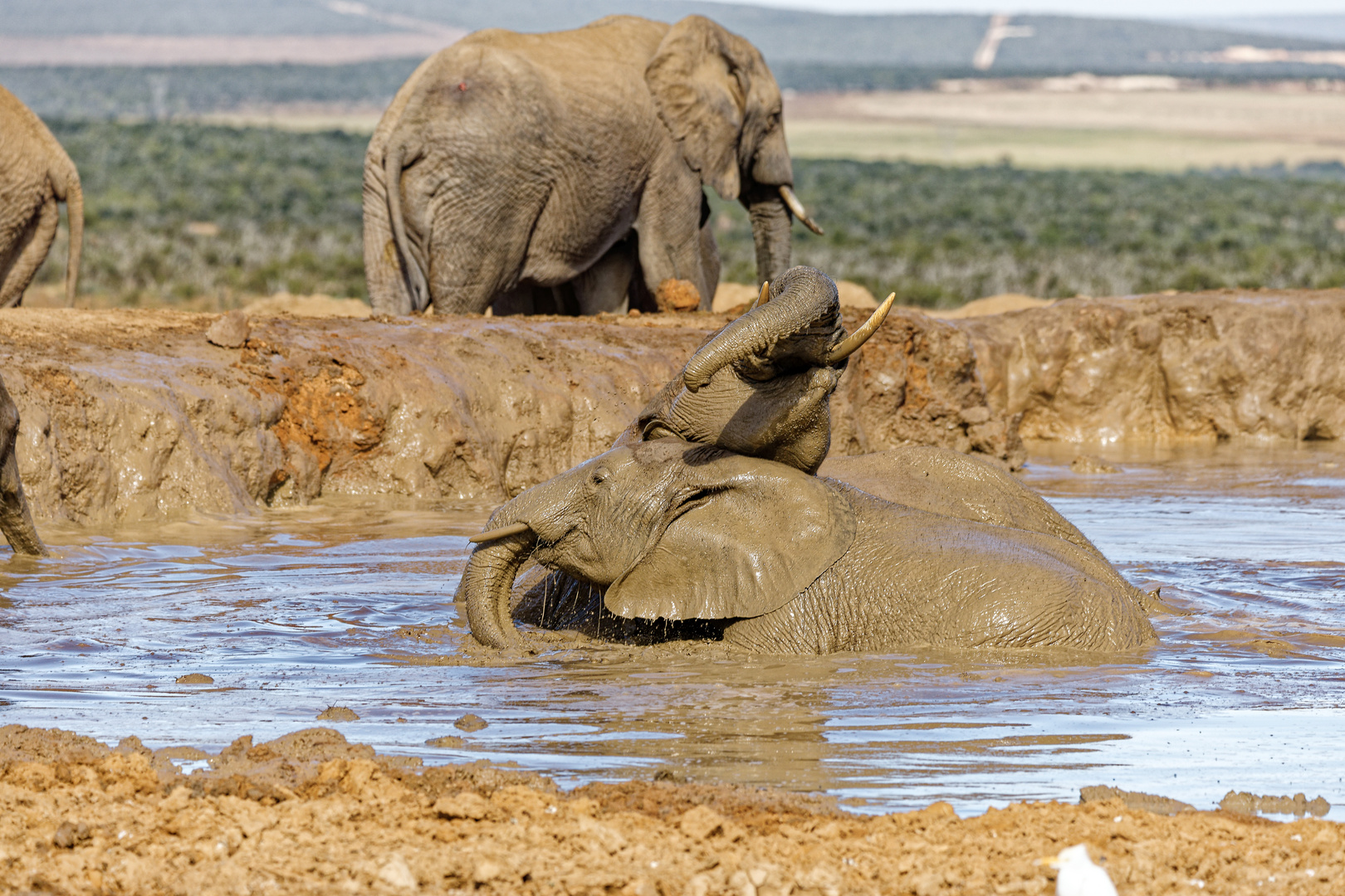 Addo Elephant Park_59