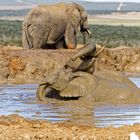 Addo Elephant Park_59