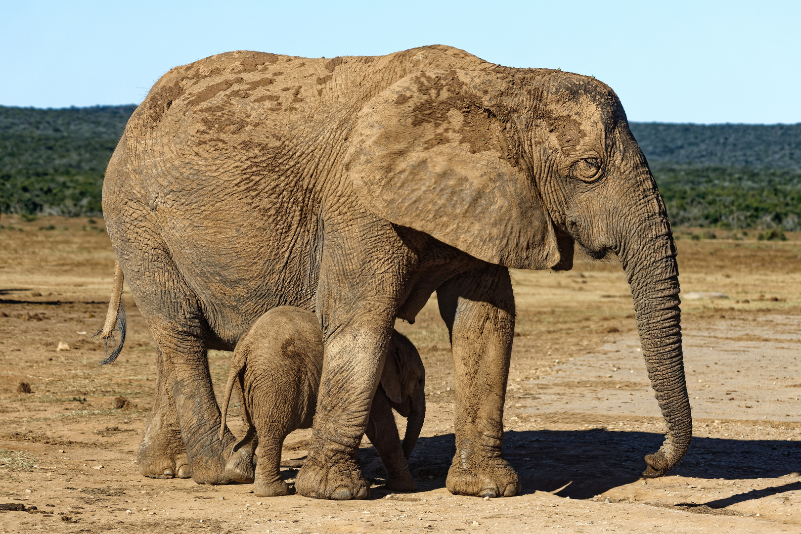 Addo Elephant Park_6