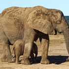 Addo Elephant Park_6