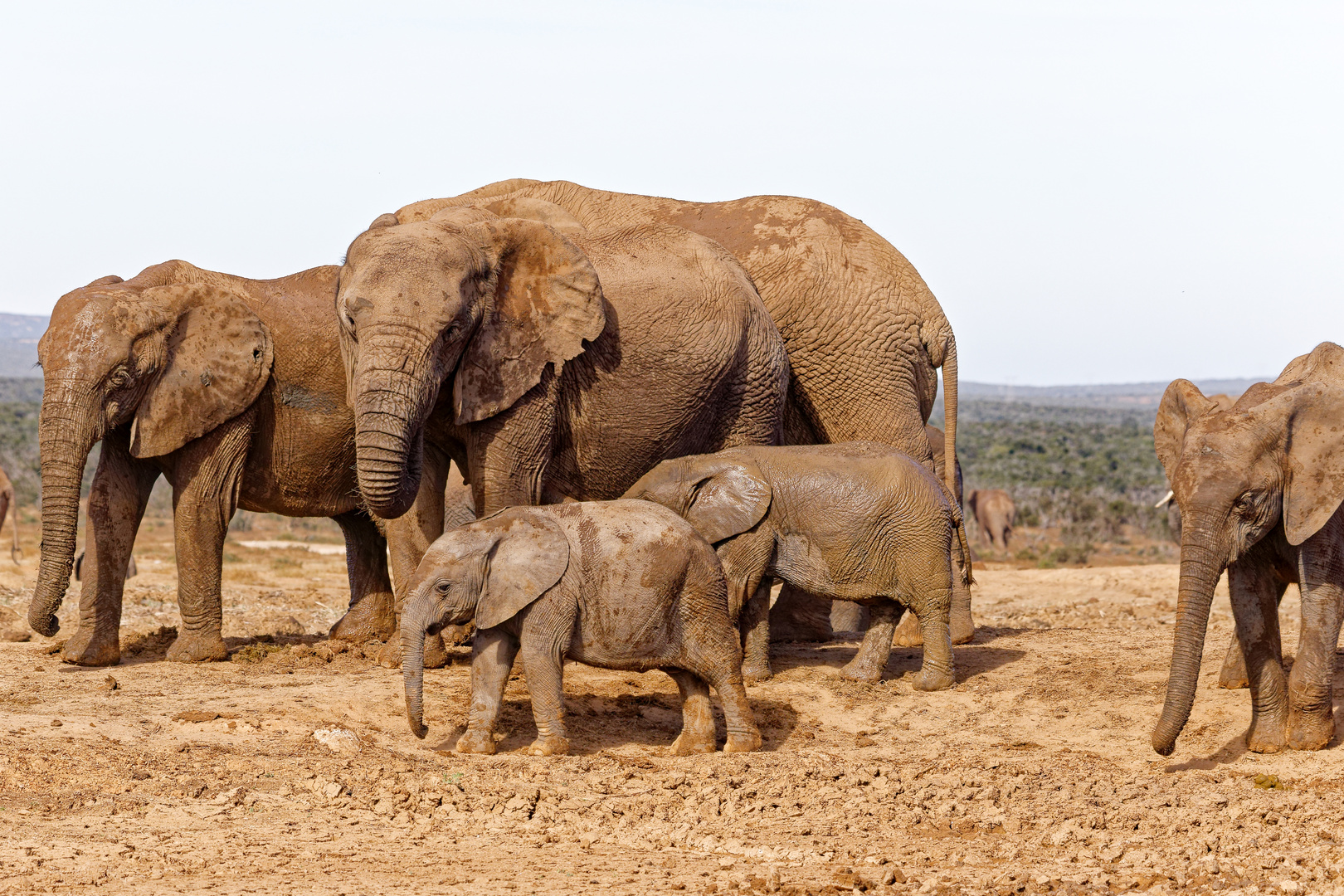 Addo Elephant Park_63