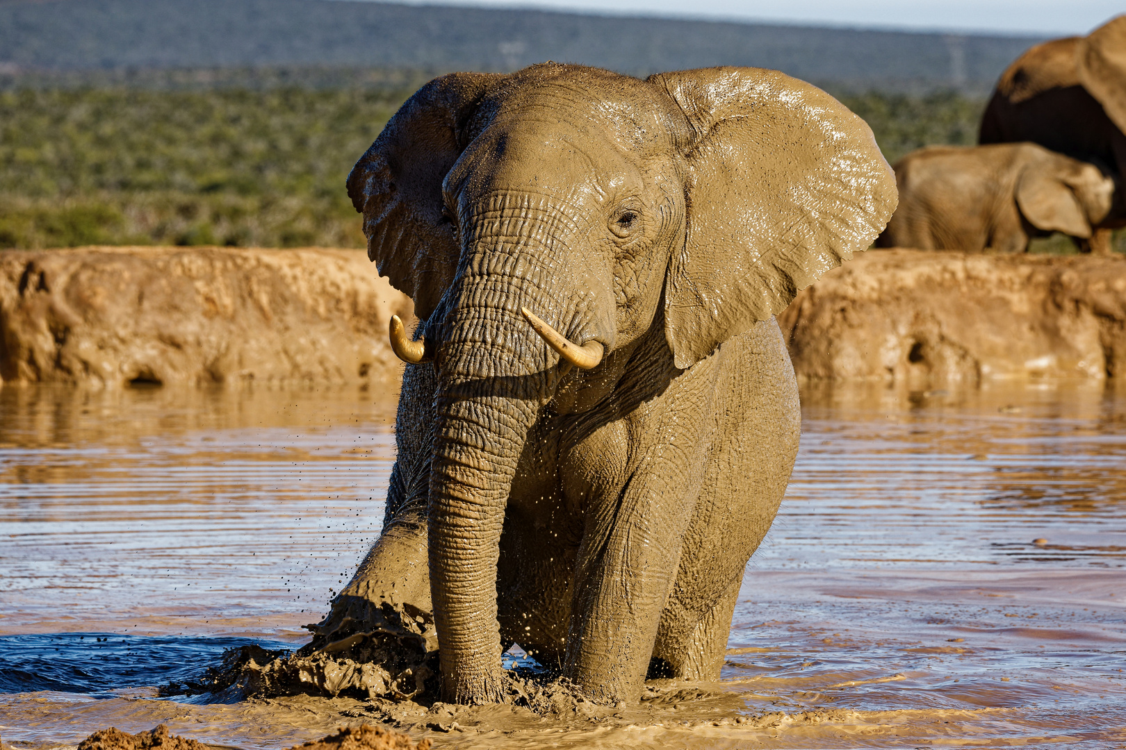 Addo Elephant Park_7