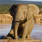 Addo Elephant Park_7