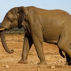 Addo Elephant Park_9