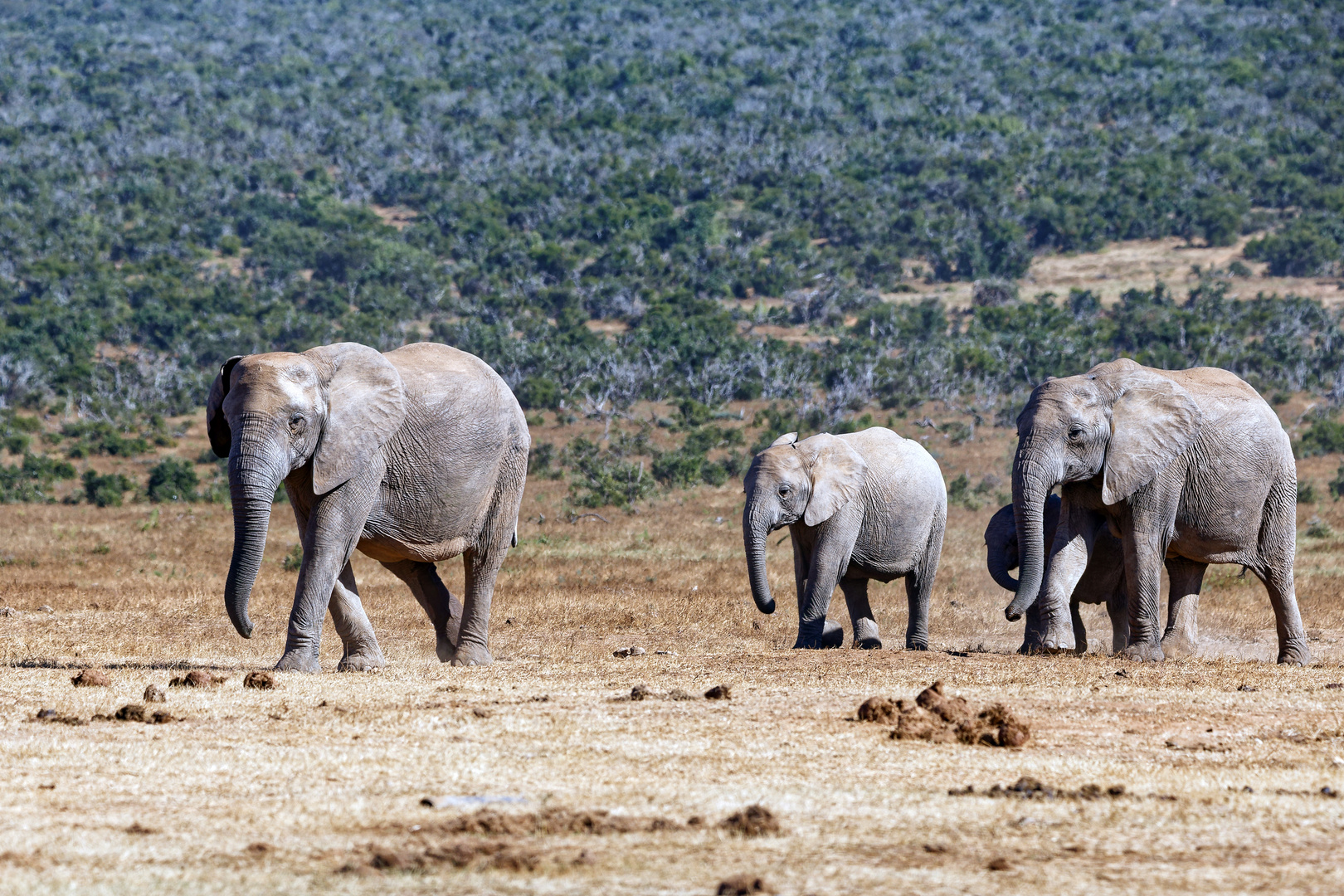 Addo Elephant Park_91