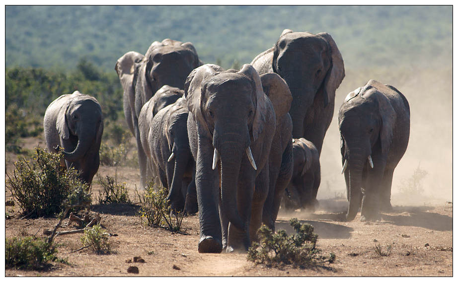 Addo Elephants