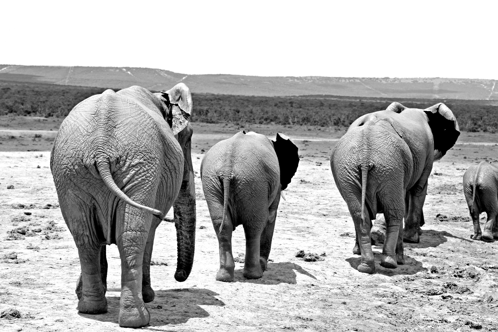 Addo II, South Africa