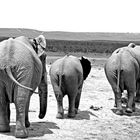 Addo II, South Africa