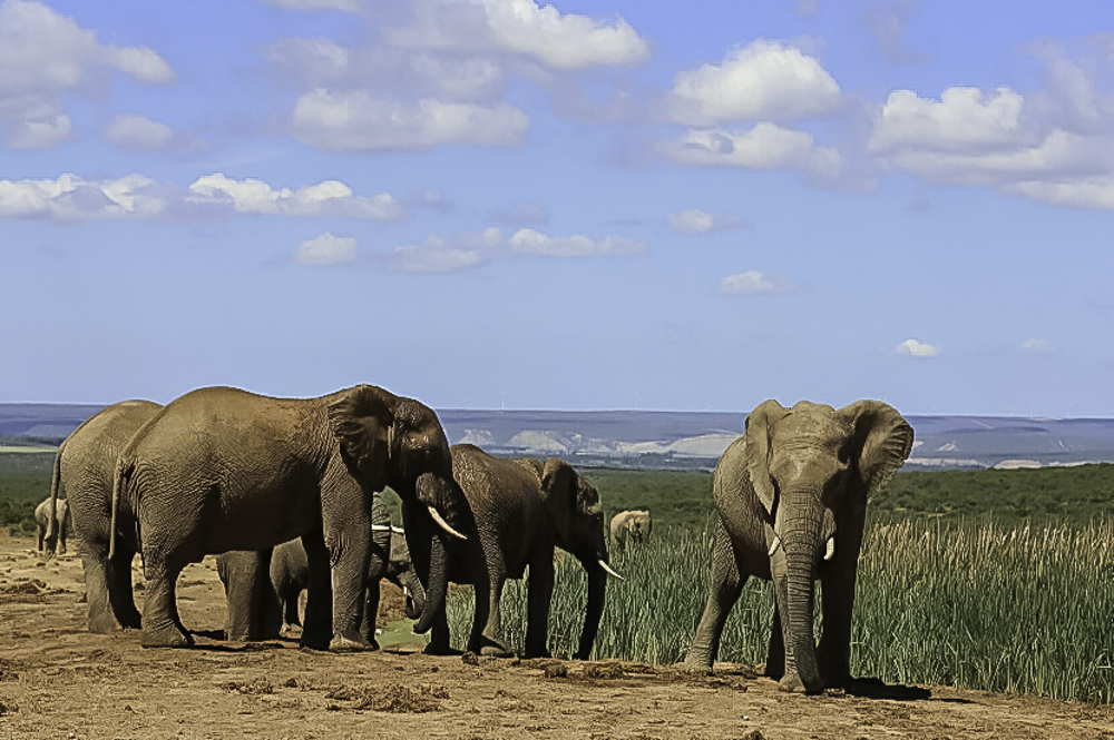 Addo Olifant Nasionale Park