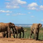 Addo Olifant Nasionale Park