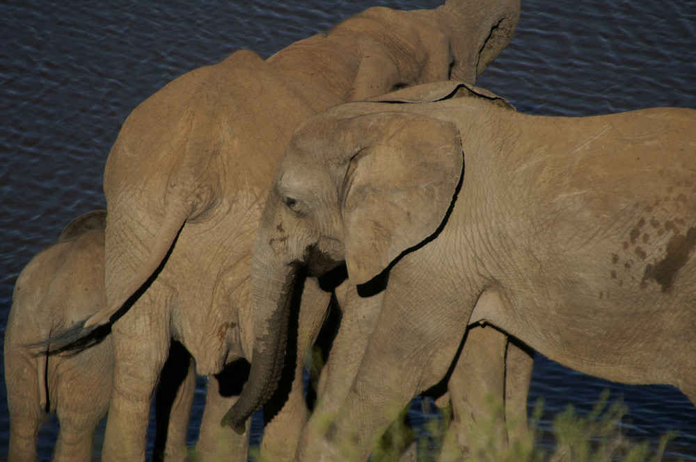 Addo Park