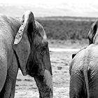 Addo, South Africa