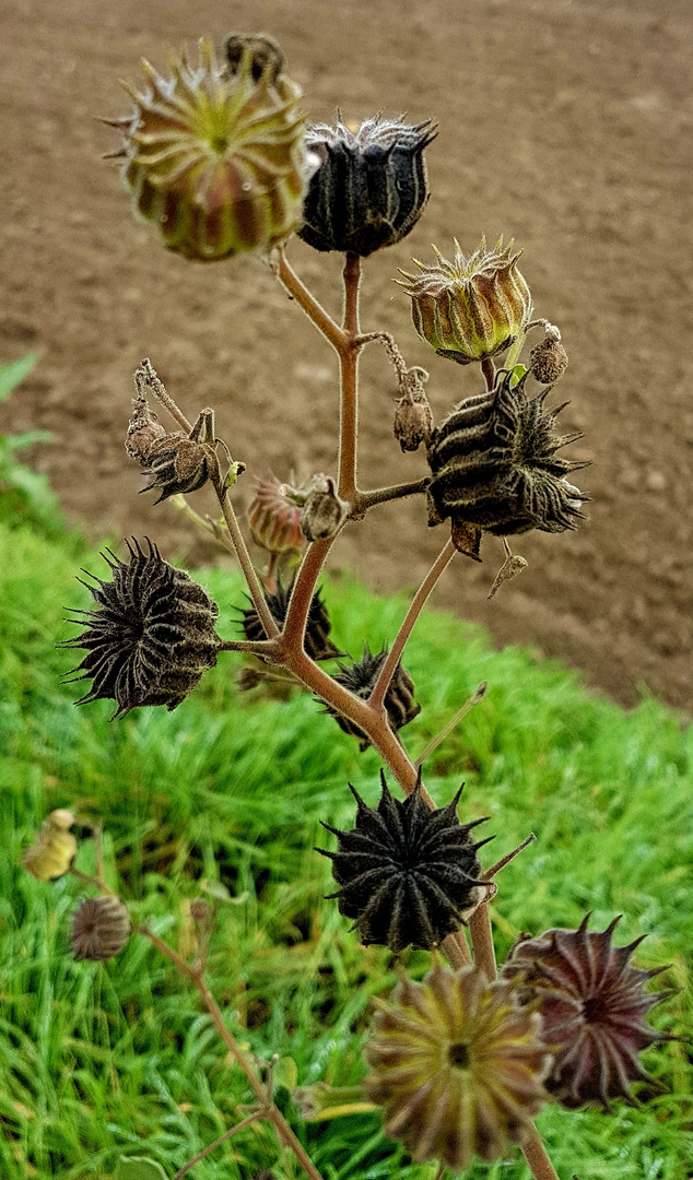 addobbi naturali