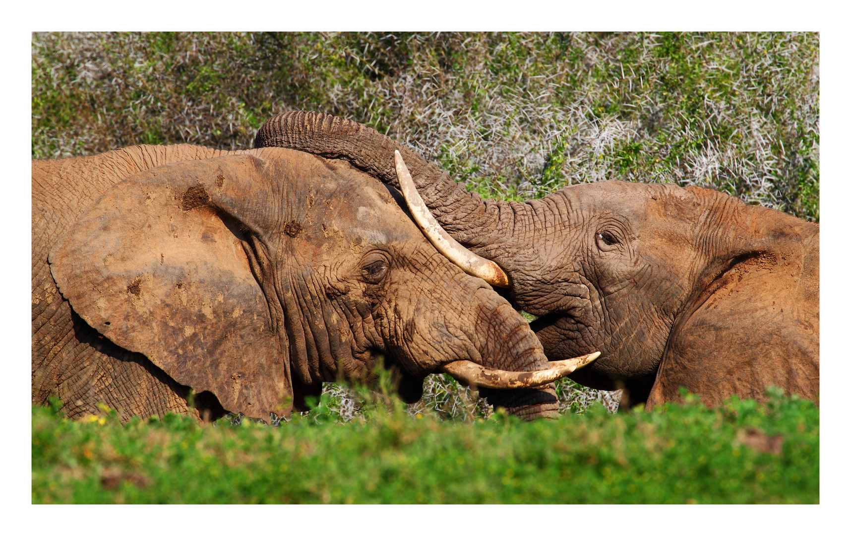 Addo.Elephant