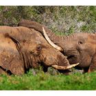 Addo.Elephant