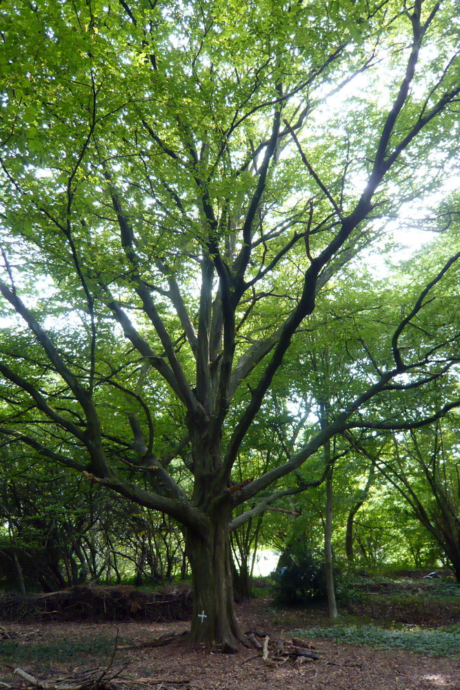 Ade Du schöner Kletterbaum.