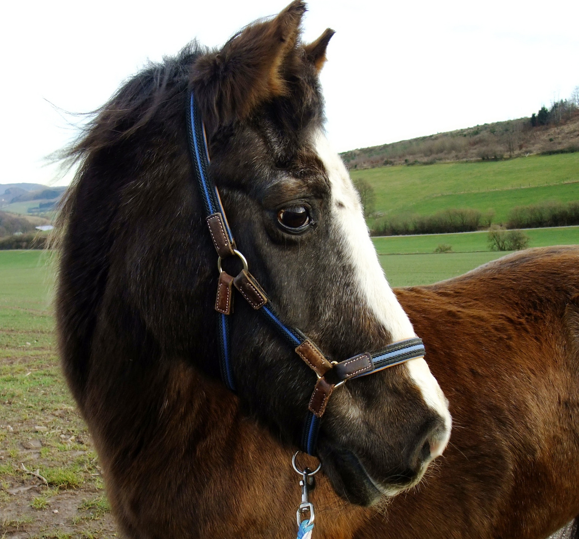 Ade, mein Pony Joschi