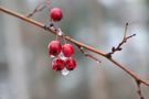 Im Eisregen vereint von Erich Werner