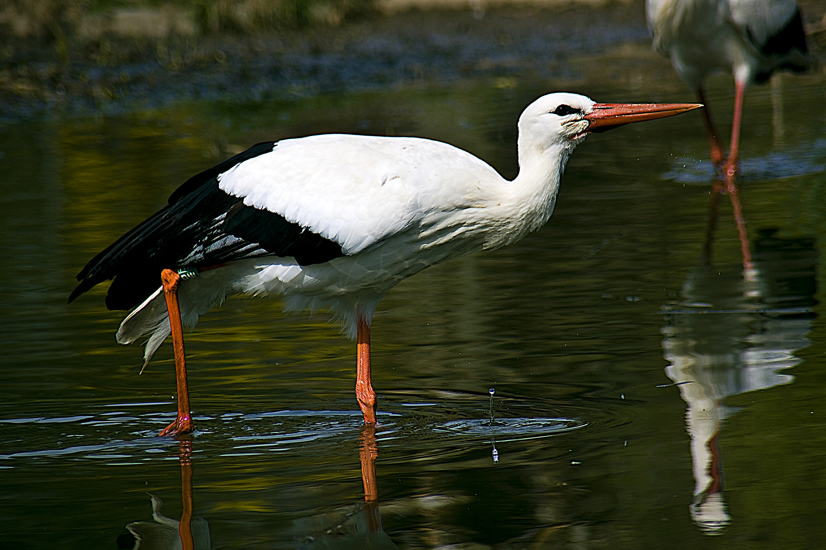 Adeba beim Wassertreten