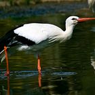 Adeba beim Wassertreten