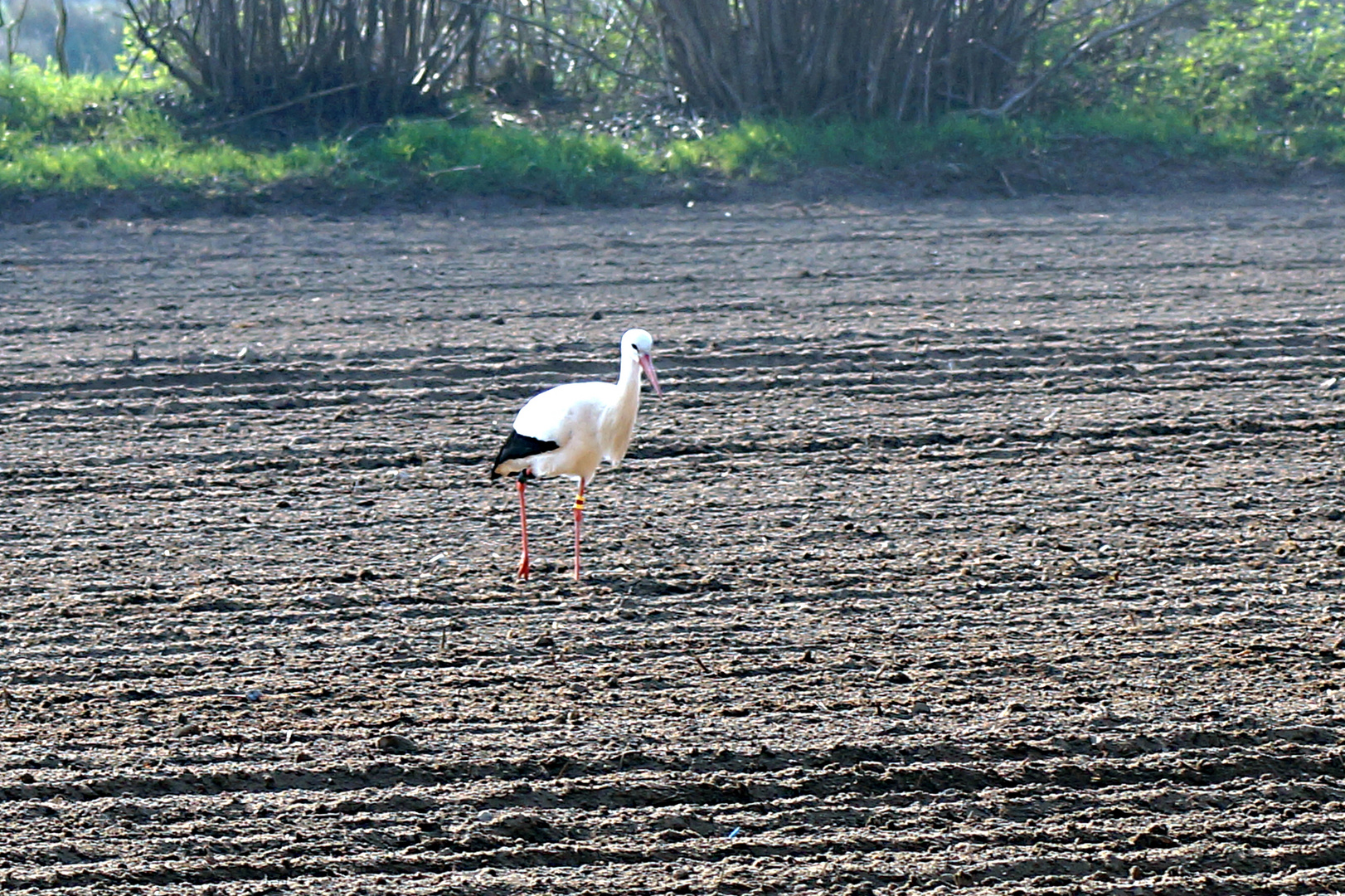 Adebar Foto & Bild tiere, wildlife, wild lebende vögel Bilder auf